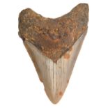 A Megalodon tooth from North Carolina (Pliocene/Miocene). Collected from the sea coast and well