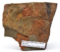 2x Trilobites on one sandstone matrix. Ampyx priscus (Ordovian) from the Zagora region, Morocco.