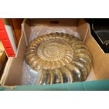 A large Paracoroniceras sp. Ammonite from Dorset (Jurassic). Well prepared, with some evidence of