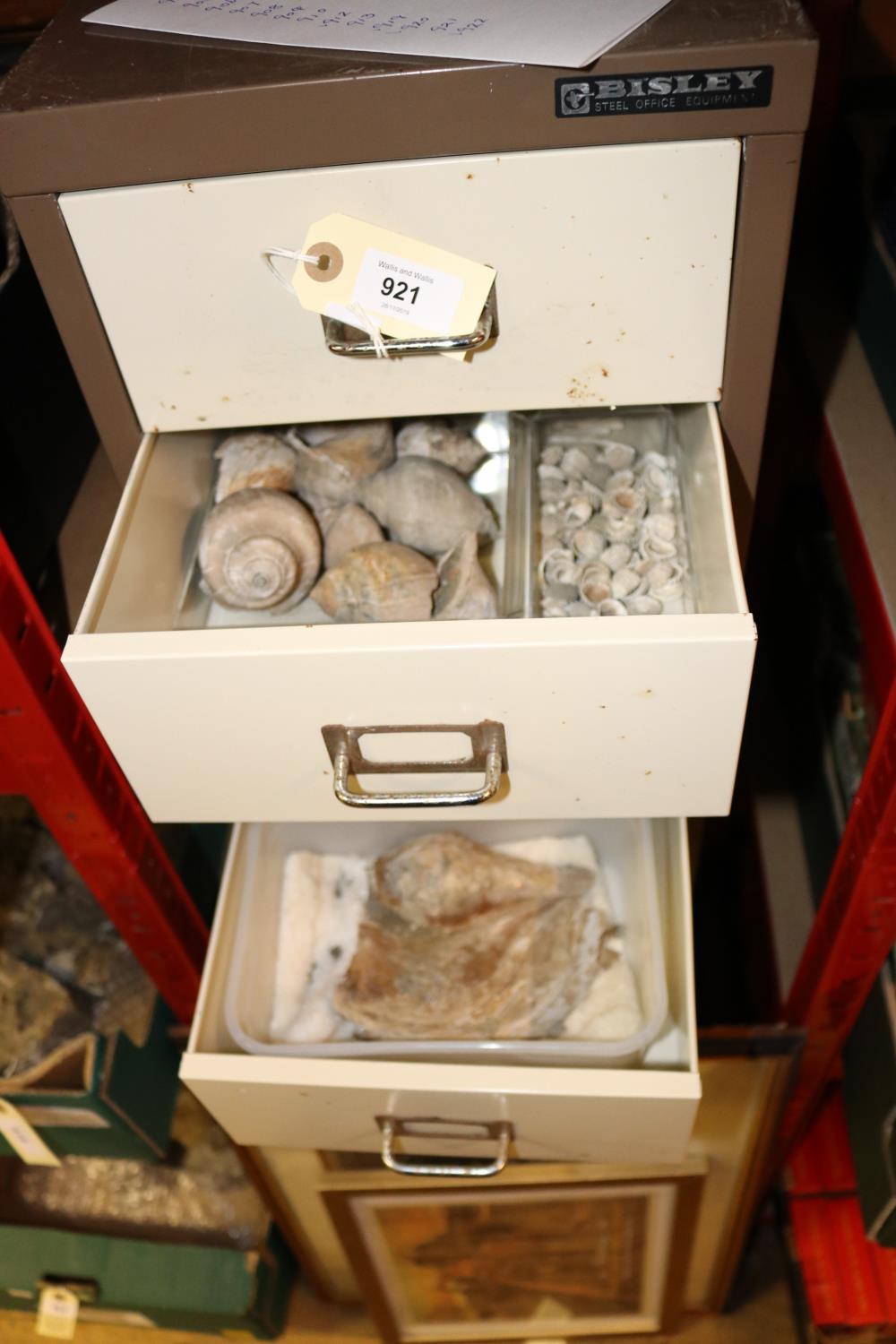 A quantity of fossils from the Eocene Barton Formation (Barton, Hampshire) contained within 2x