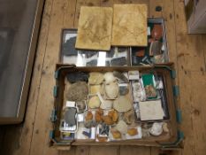 A quantity of fossils other specimens. Including gastropods, etc from the Red Crag, bivalves,
