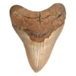 A Megalodon tooth from North Carolina (Pliocene/Miocene). Collected from the sea coast and well