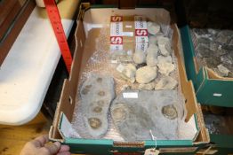 A quantity of Ammonite fossil coral specimens. 2x Ammonite blocks with slight iridescence to surface