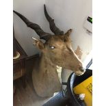 Taxidermy: A Large Common Eland (Taurotragus oryx) circa 1900, shoulder and head mount, horn