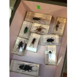 A box with collection of bugs