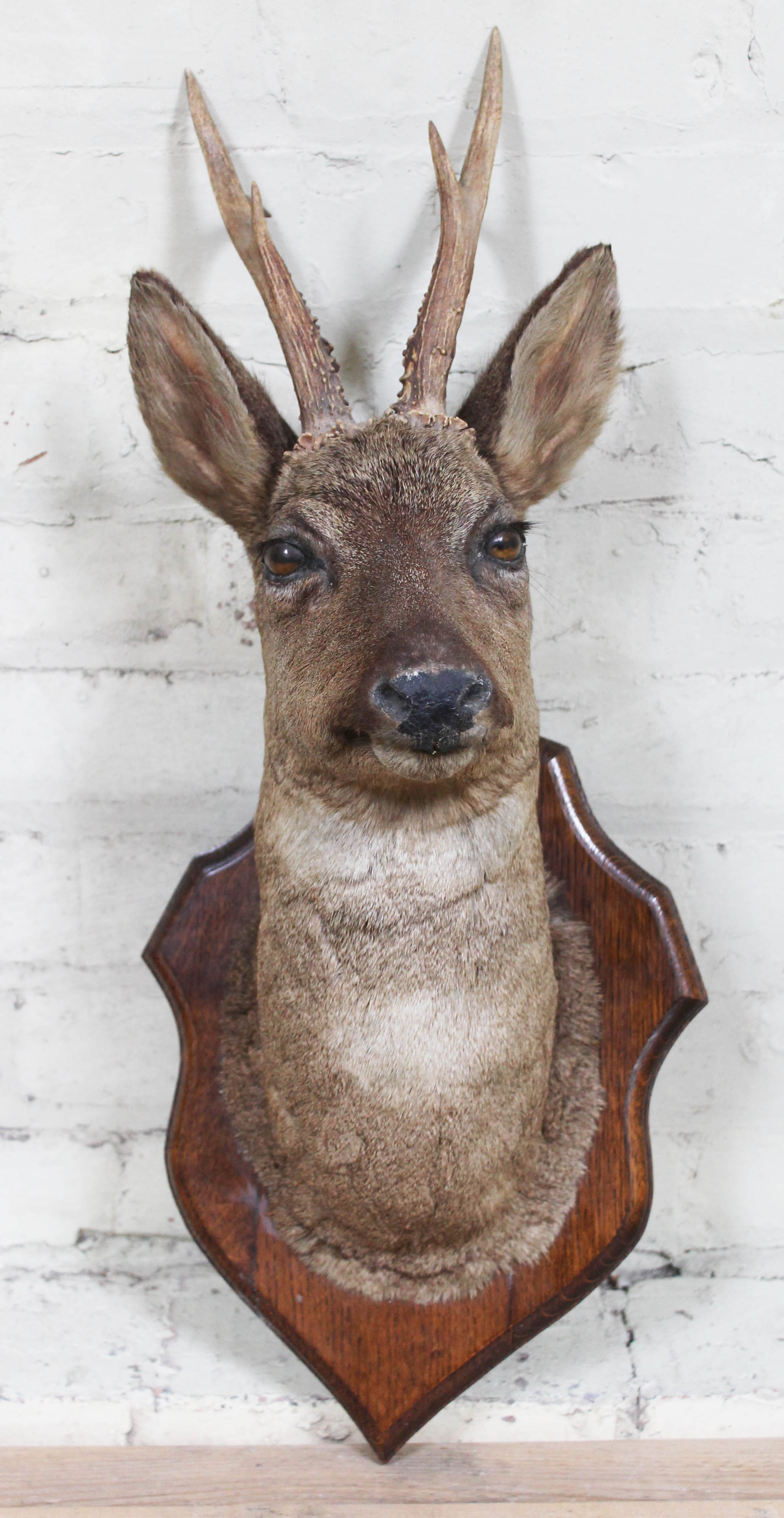 A taxidermy deer trophy head mounted on oak shield, length 68cm.