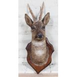 A taxidermy deer trophy head mounted on oak shield, length 68cm.