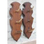 A pair of taxidermy antler coat hooks, length 42cm.