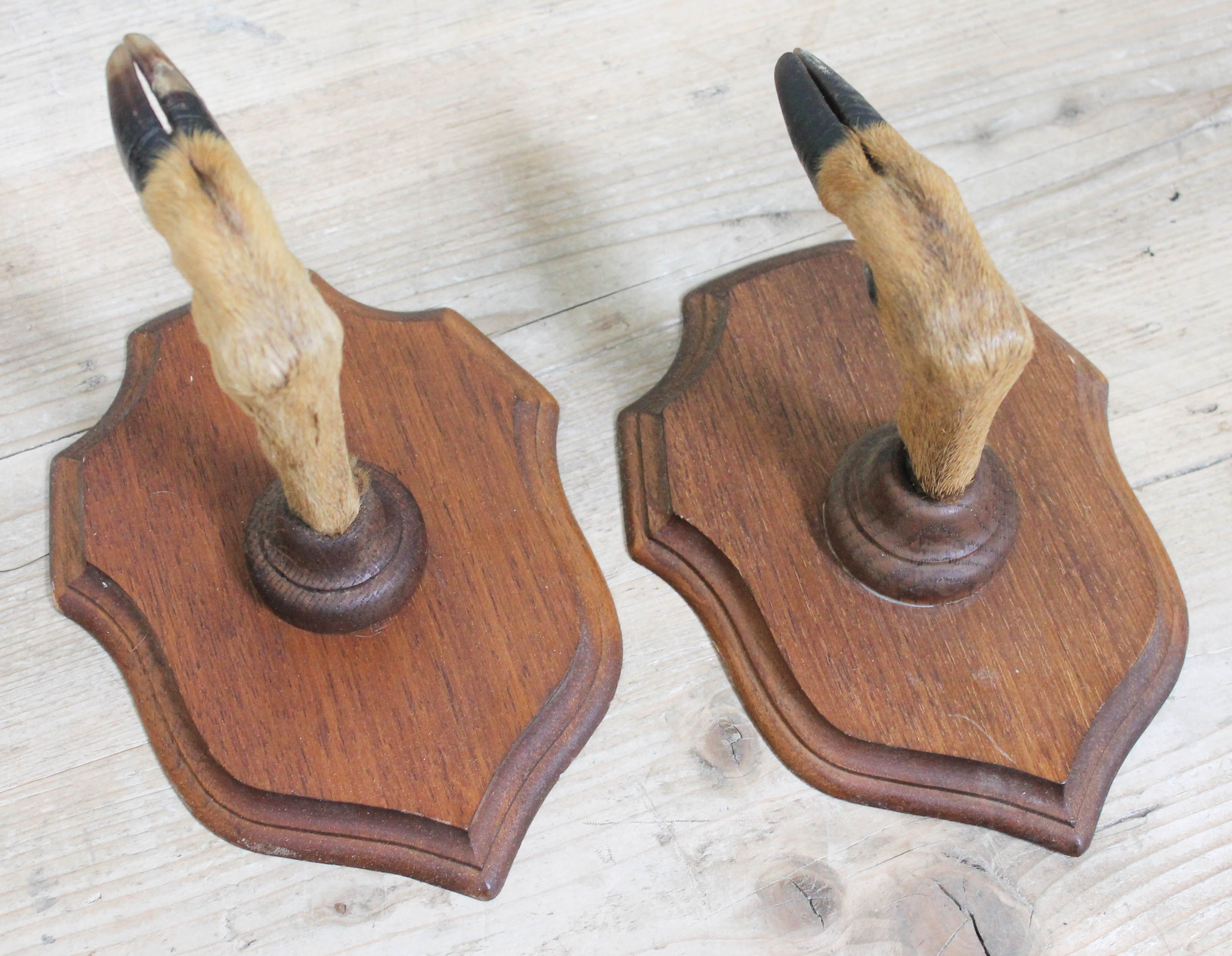 A pair of taxidermy hoof coat hangers or gun holder.