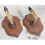 A pair of taxidermy hoof coat hangers or gun holder.