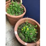 A pair of terracotta round planters