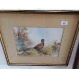 Simon Siredzuk, watercolour of a pheasant, signed lower left, 30 x 22cm, framed and glazed.