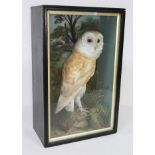 A late Victorian/Edwardian taxidermy barn owl, naturalistically modelled within glazed display