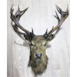 A taxidermy stags head with 18 point antlers, width 89cm.