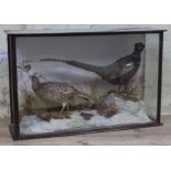 A pair of taxidermy pheasants naturalistically modelled within glazed display cabinet, circa 1900,