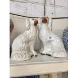 Two Staffordshire pottery dogs