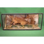 Victorian taxidermy figure of a fox and duck in a glass case with a naturalistic setting - 41.