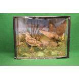 Two Victorian taxidermy Snapes in naturalistic setting and contained in glass case - 23.