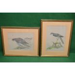 Watercolour of a Peregrine Falcon, signed Helen bottom left - 17.