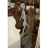 Full Size Plastic Hanging Skelton