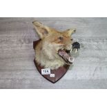 Taxidermy Mounted Foxes Head