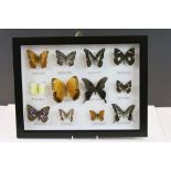 Framed and Mounted Set of Twelve Taxidermy Butterflies