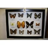 Framed and Mounted Set of Twelve Taxidermy Butterflies
