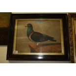 Oil Painting of a Racing Pigeon perched on a Ledge