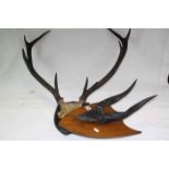 Oak shield mounted blackened pair of Animal Horns with part skull and another Shield mounted pair of