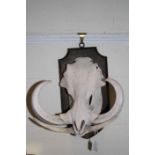 Oak Shield mounted animal skull marked "Warthog Kenya 1937
