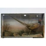 Large cased Taxidermy Pheasant in naturalistic setting