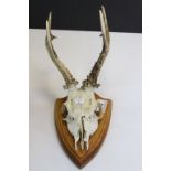 Roebuck Deer Skull and Antlers on Shield