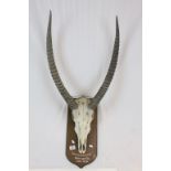 Oak shield mounted Waterbuck Skull, marked "Mongalla Jan. 1928"