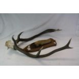 Unmounted four point Deer Antlers plus an Oak mounted Deer foot with 1930 dedication