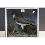 Cased Taxidermy Peewit in a naturalistic setting