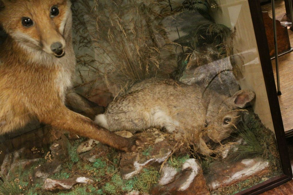 Large cased Taxidermy of a Fox with its catch, a rabbit, approx 44" x 28" in good condition - Image 3 of 3