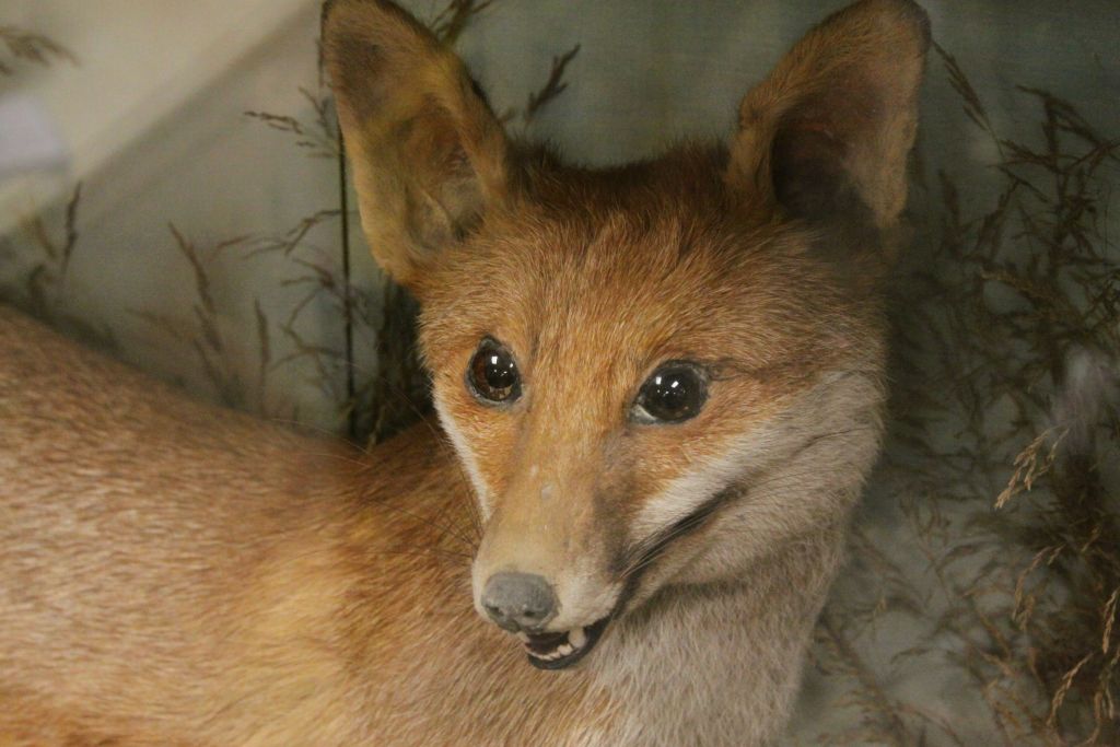 Large cased Taxidermy of a Fox with its catch, a rabbit, approx 44" x 28" in good condition - Image 2 of 3