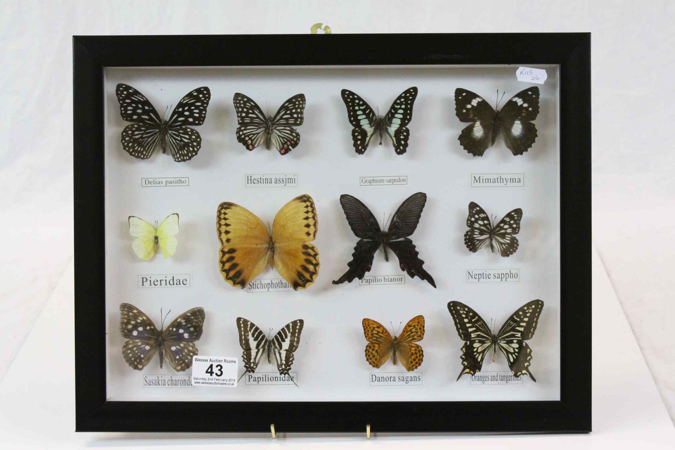 Set of Twelve Framed and Mounted Taxidermy Butterflies