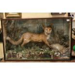 Large cased Taxidermy of a Fox with its catch, a rabbit, approx 44" x 28" in good condition