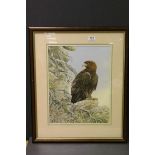 Pam Mullings, Watercolour of an Eagle, signed, 44cms x 34cms, framed and glazed