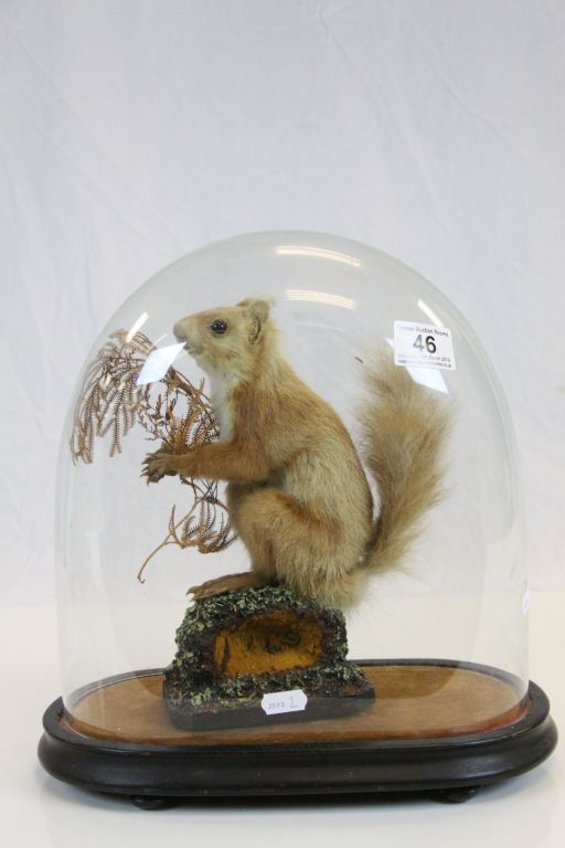 Vintage Taxidermy Red Squirrel holding a Nut stood on a Naturalistic Base contained in a Glass