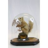 Vintage Taxidermy Red Squirrel holding a Nut stood on a Naturalistic Base contained in a Glass