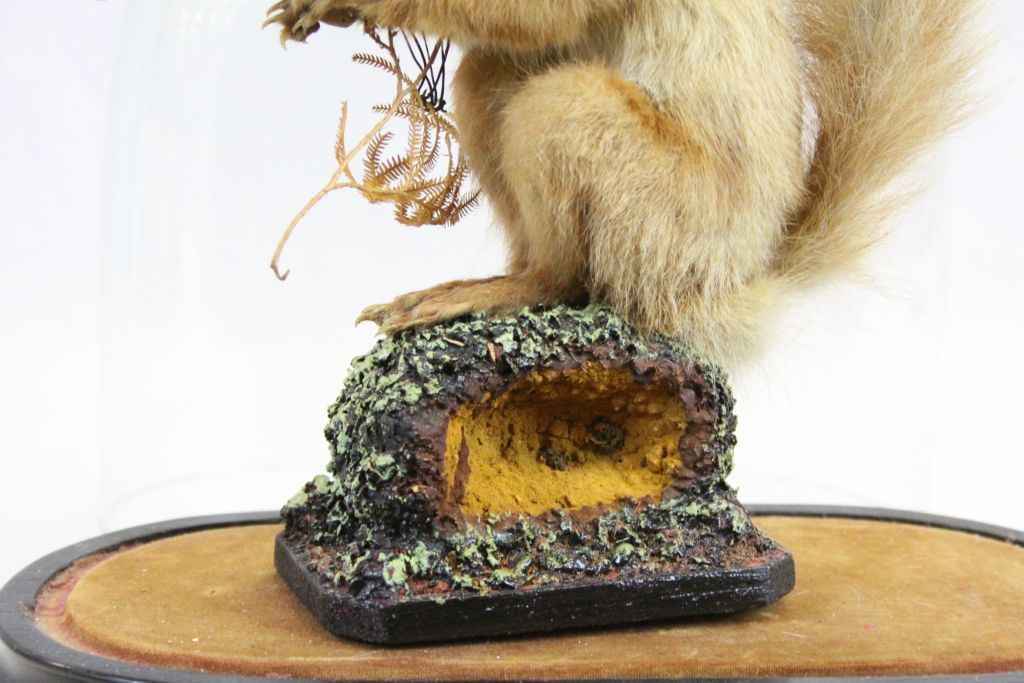 Vintage Taxidermy Red Squirrel holding a Nut stood on a Naturalistic Base contained in a Glass - Image 4 of 4