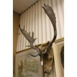 Taxidermy Stag's Head