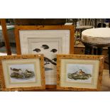 19th century Exotic Bird Print and Two Later Prints of Birds, Maple Framed (3)