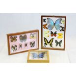 Three Framed, Glazed and Mounted Set of Taxidermy Butterflies