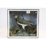 Vintage Cased Taxidermy Peewit / Lapwing in Naturalistic Setting