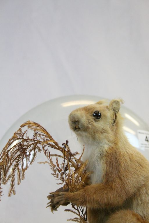 Vintage Taxidermy Red Squirrel holding a Nut stood on a Naturalistic Base contained in a Glass - Image 3 of 4