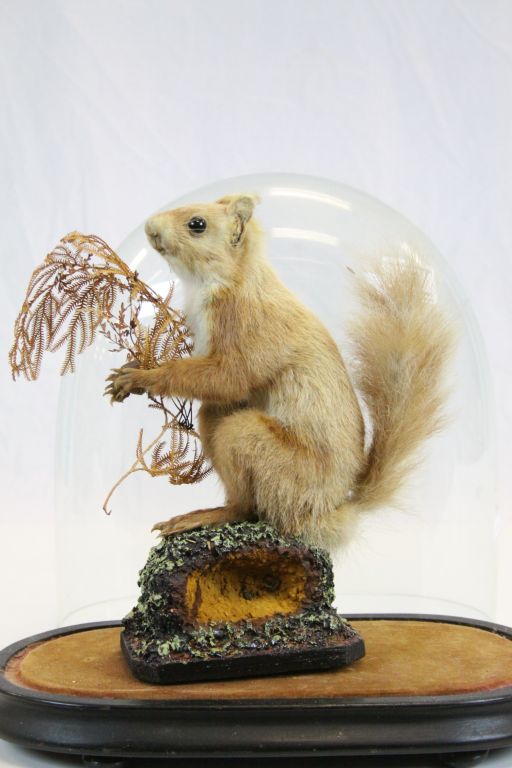 Vintage Taxidermy Red Squirrel holding a Nut stood on a Naturalistic Base contained in a Glass - Image 2 of 4