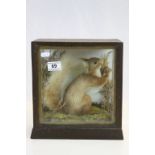 Vintage Taxidermy Red Squirrel holding a Nut in a Naturalistic Setting contained in a Wooden Case